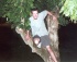 Yep, I got the urge to climb one of Amanda's trees that night.