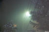 ...and the fog surrounding the street light almost creates a false sense of snow.